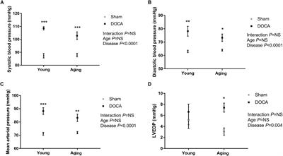 Age-Related Differential Structural and Transcriptomic Responses in the Hypertensive Heart